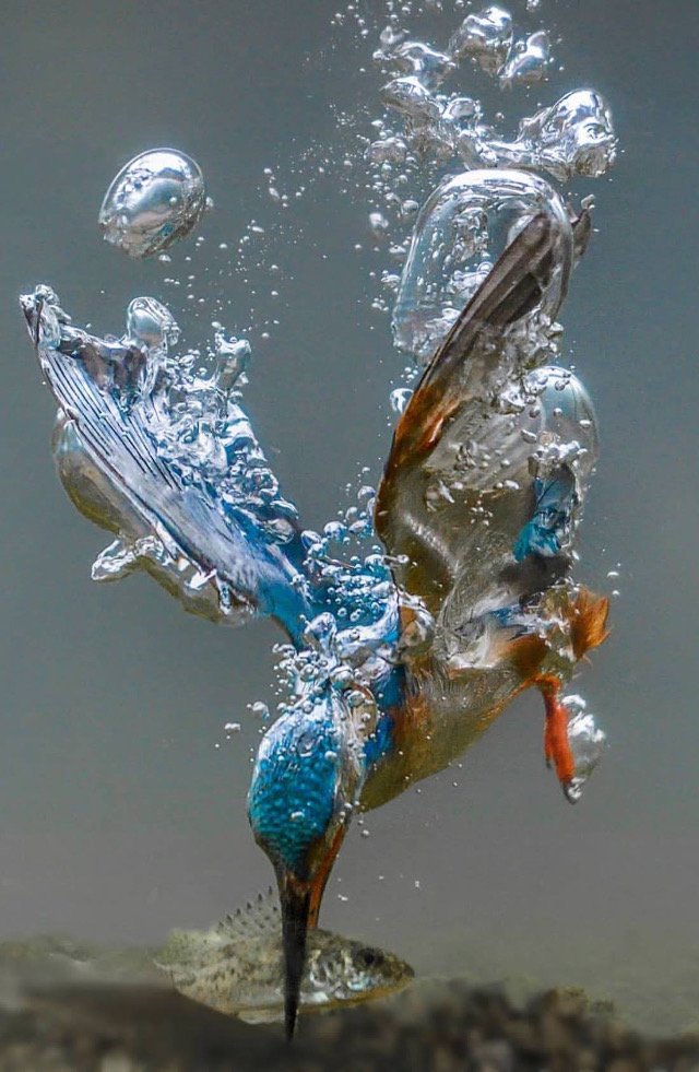 Hummingbird Dive